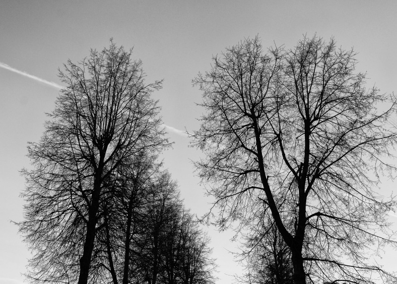 vilnius trees-s.jpg